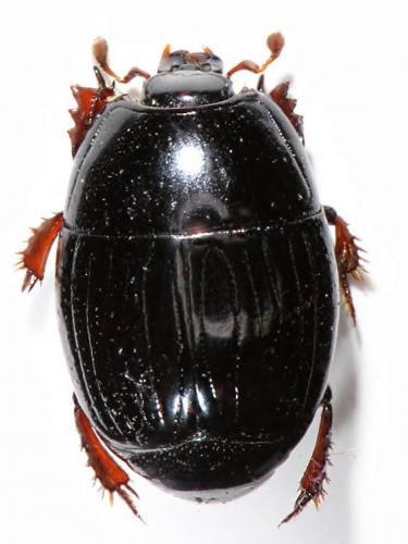 Réf. 193 879 : Atholus duodecimstriatus duodecimstriatus